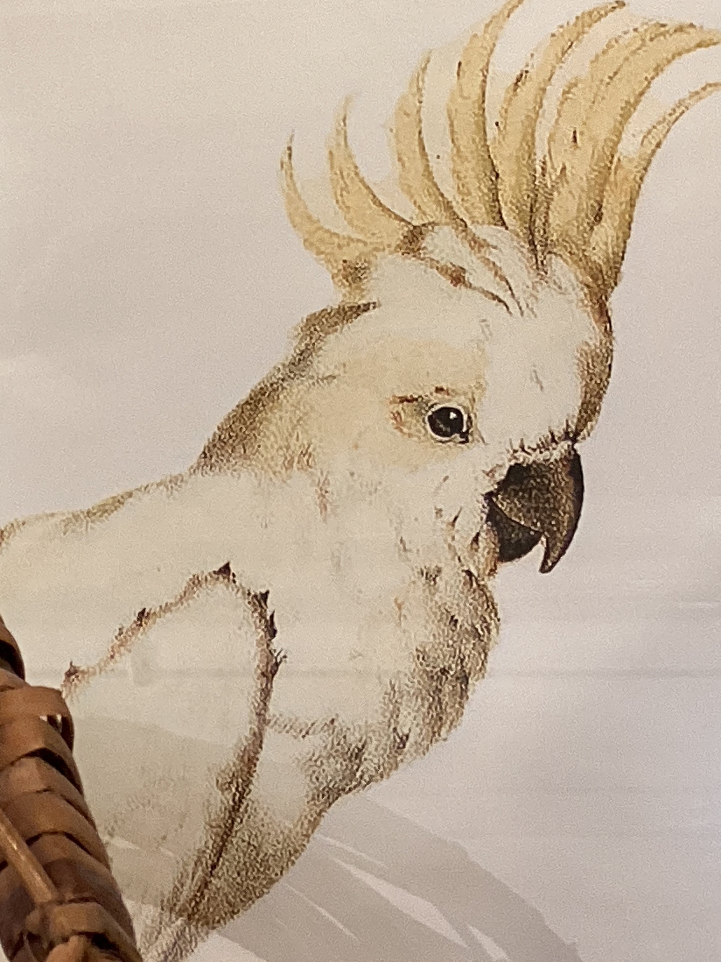 Cockatoo Picture