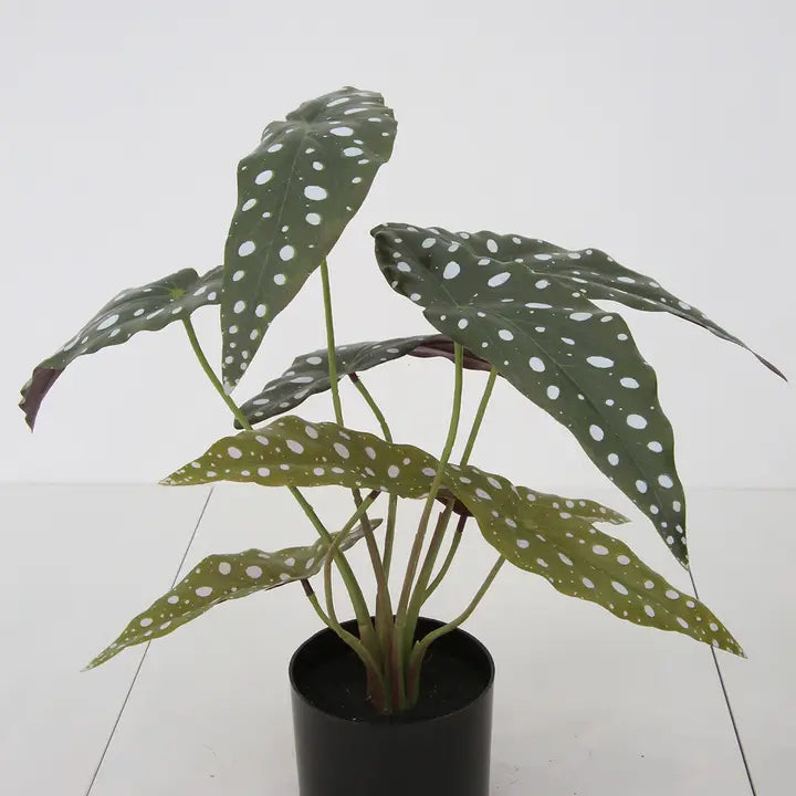 Faux Spotted Plant
