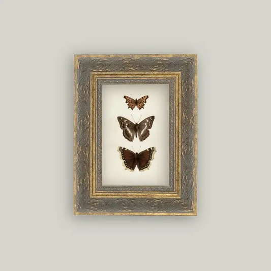 Framed Butterfly Print