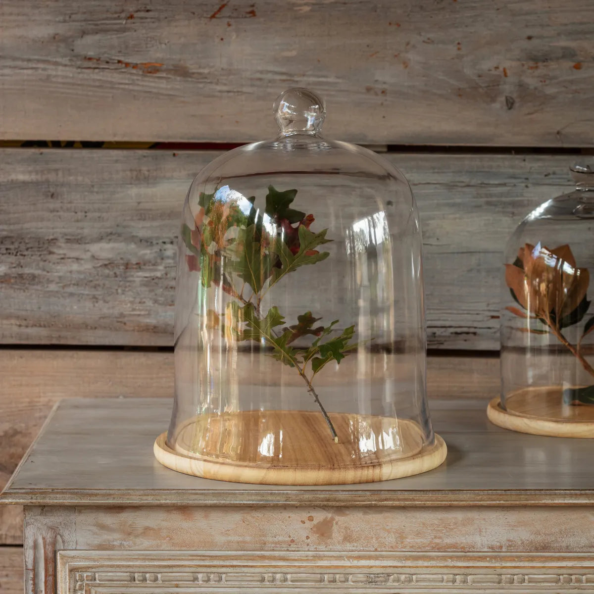 Large Cloche w/ Wood Base