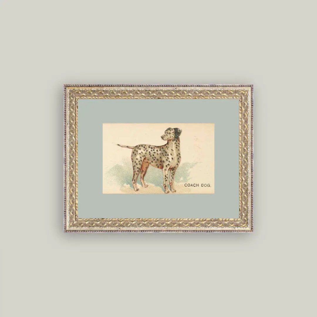 Dalmation Portrait