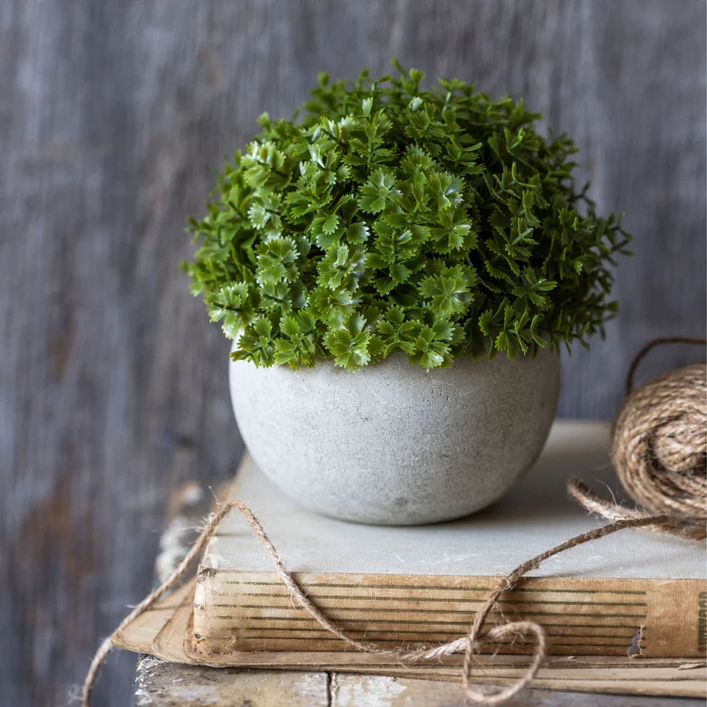 hebe plant in pot 5" Herbe Plant