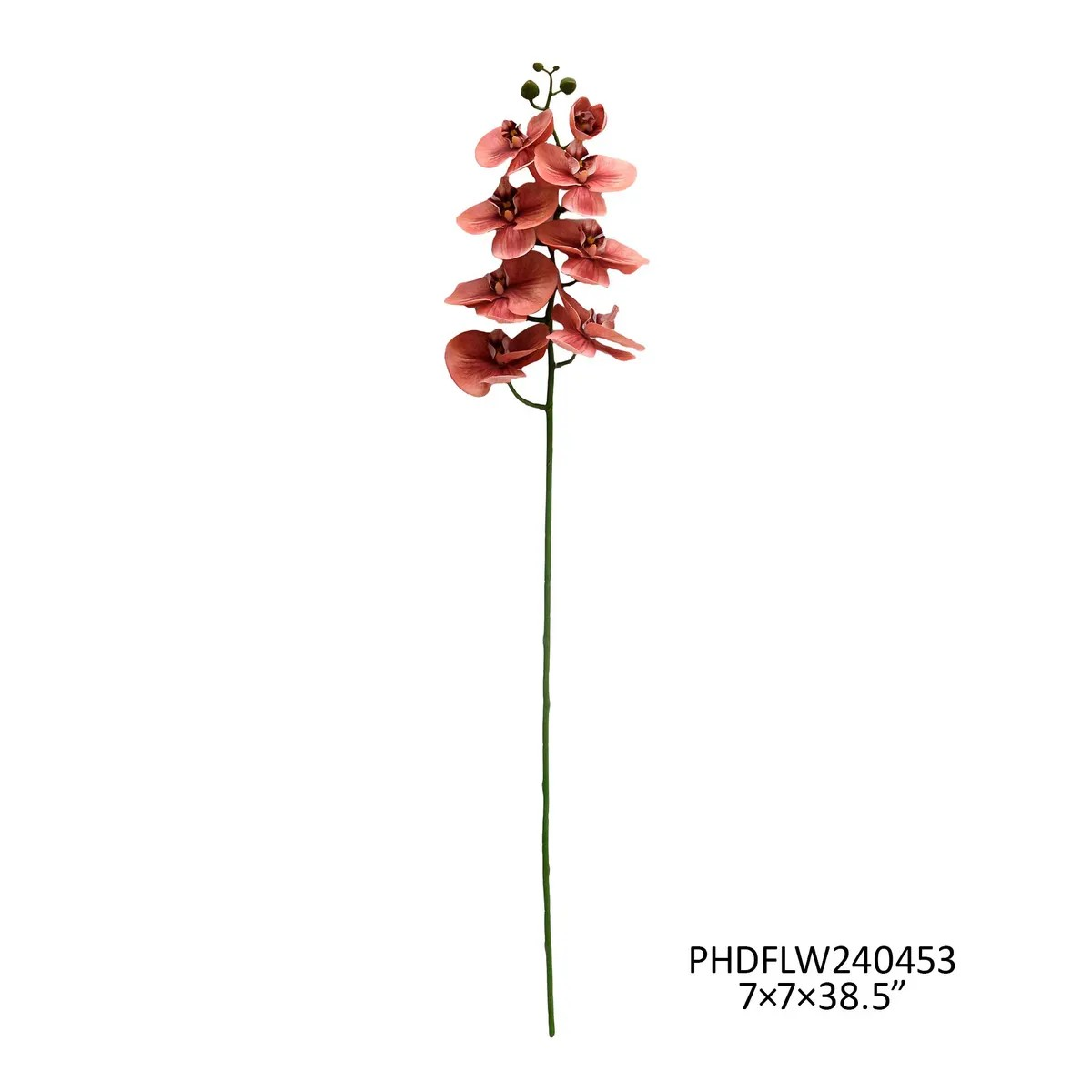 Coral Butterfly Orchid