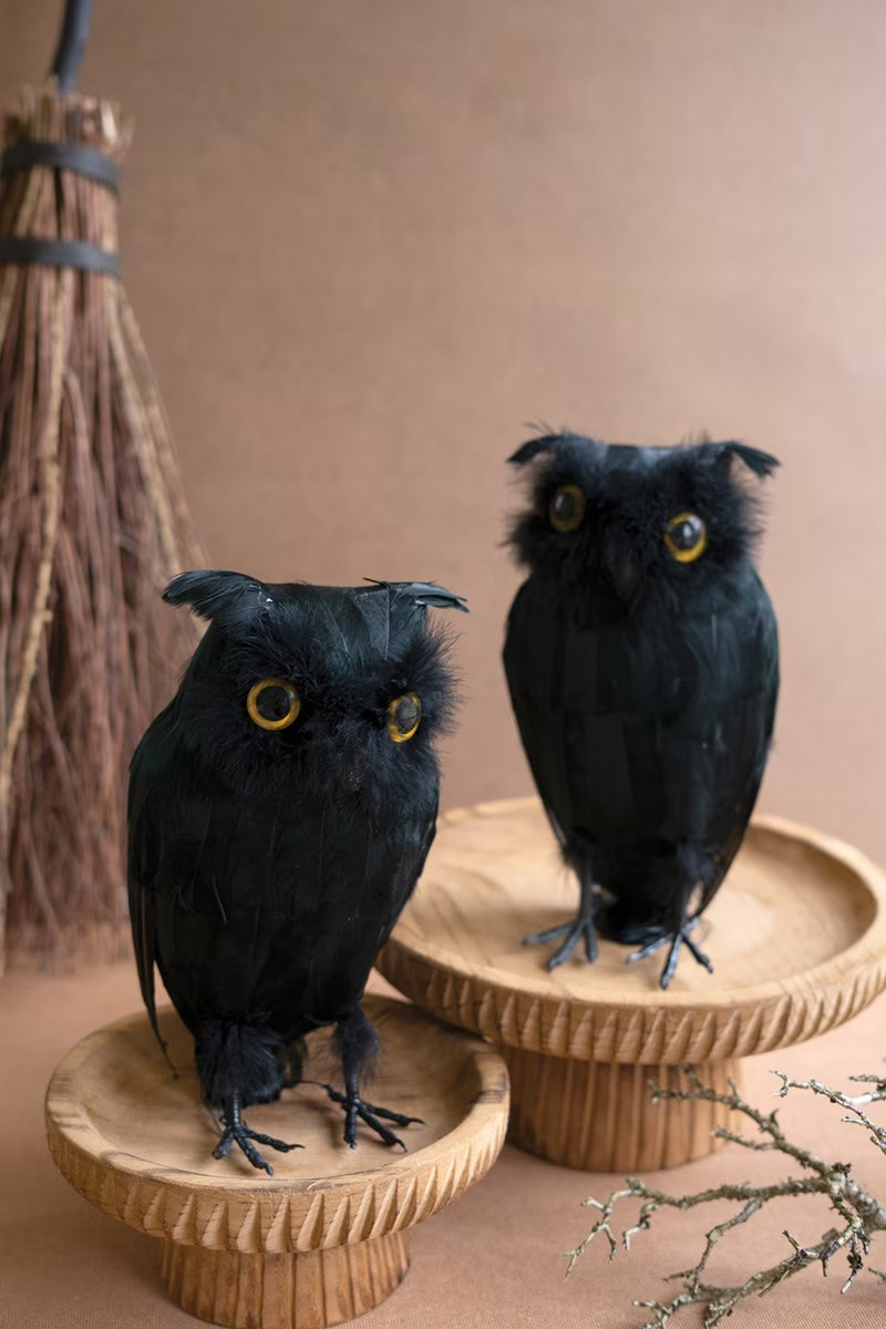 Black Feathered Owl