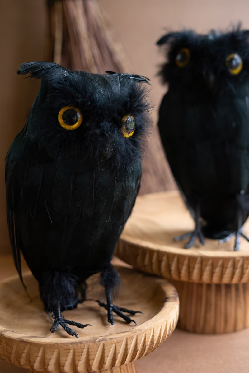 Black Feathered Owl