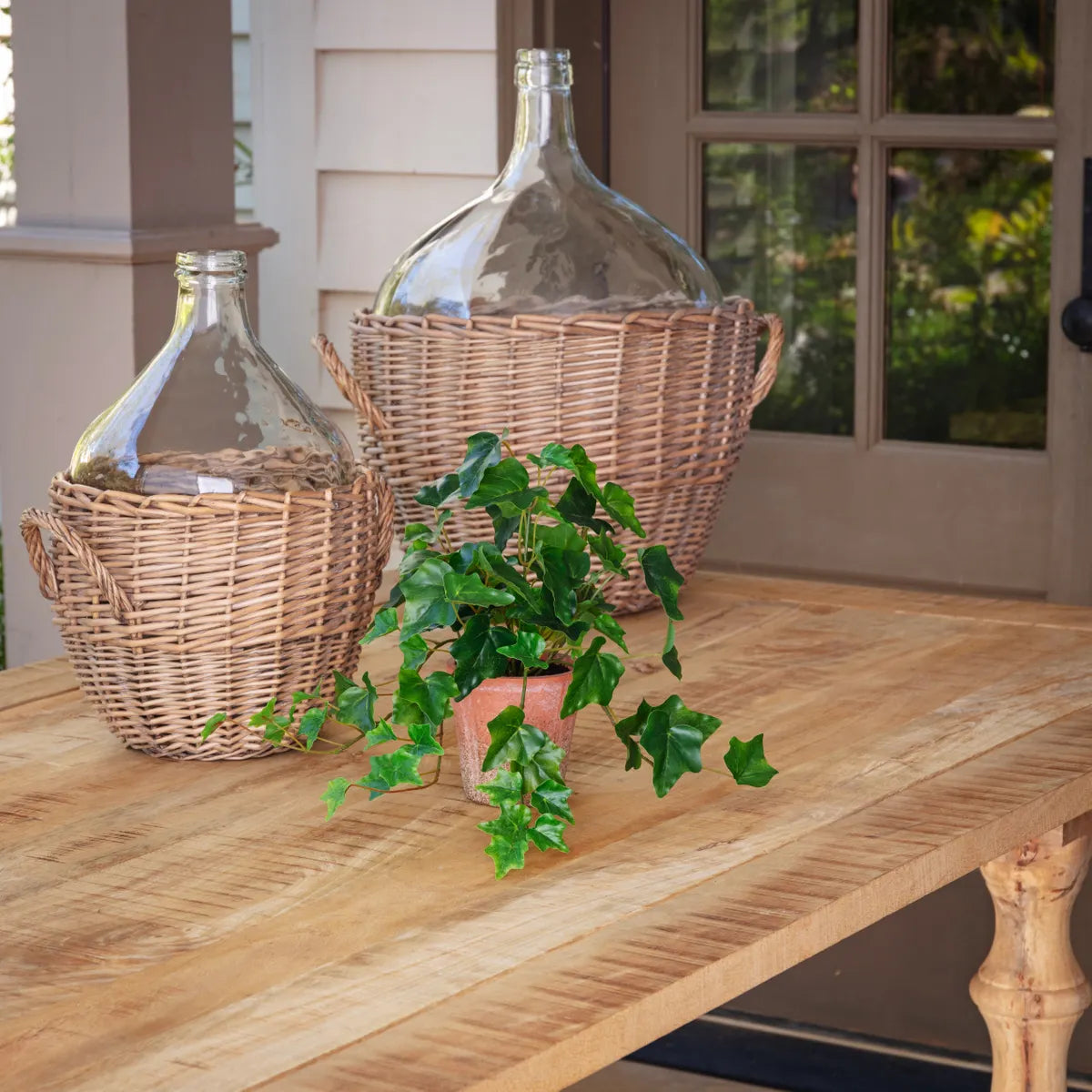 Potted Ivy