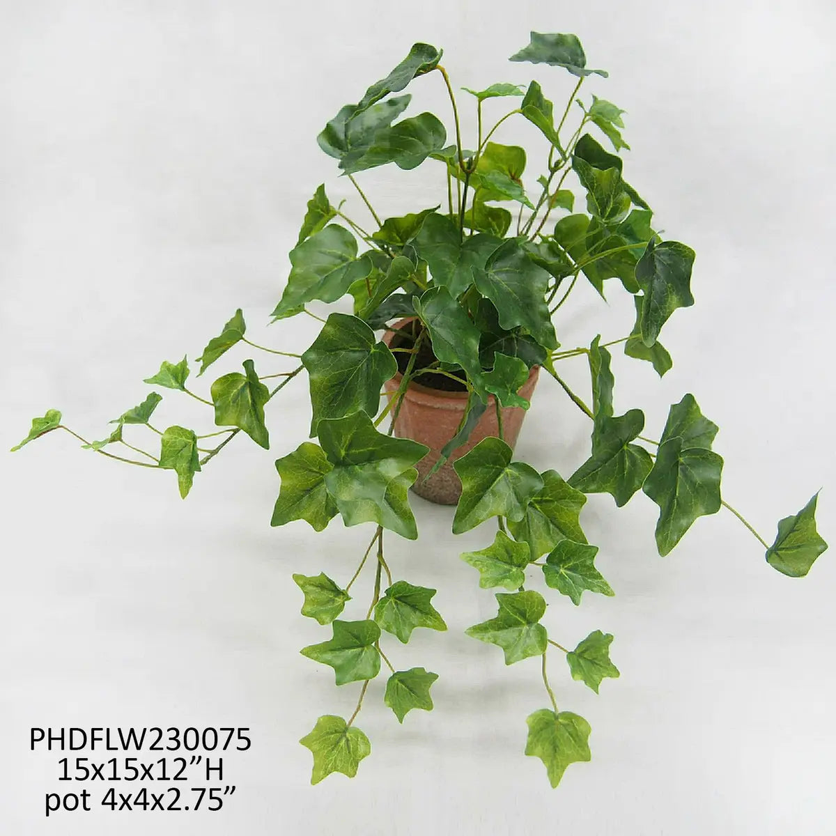 Potted Ivy