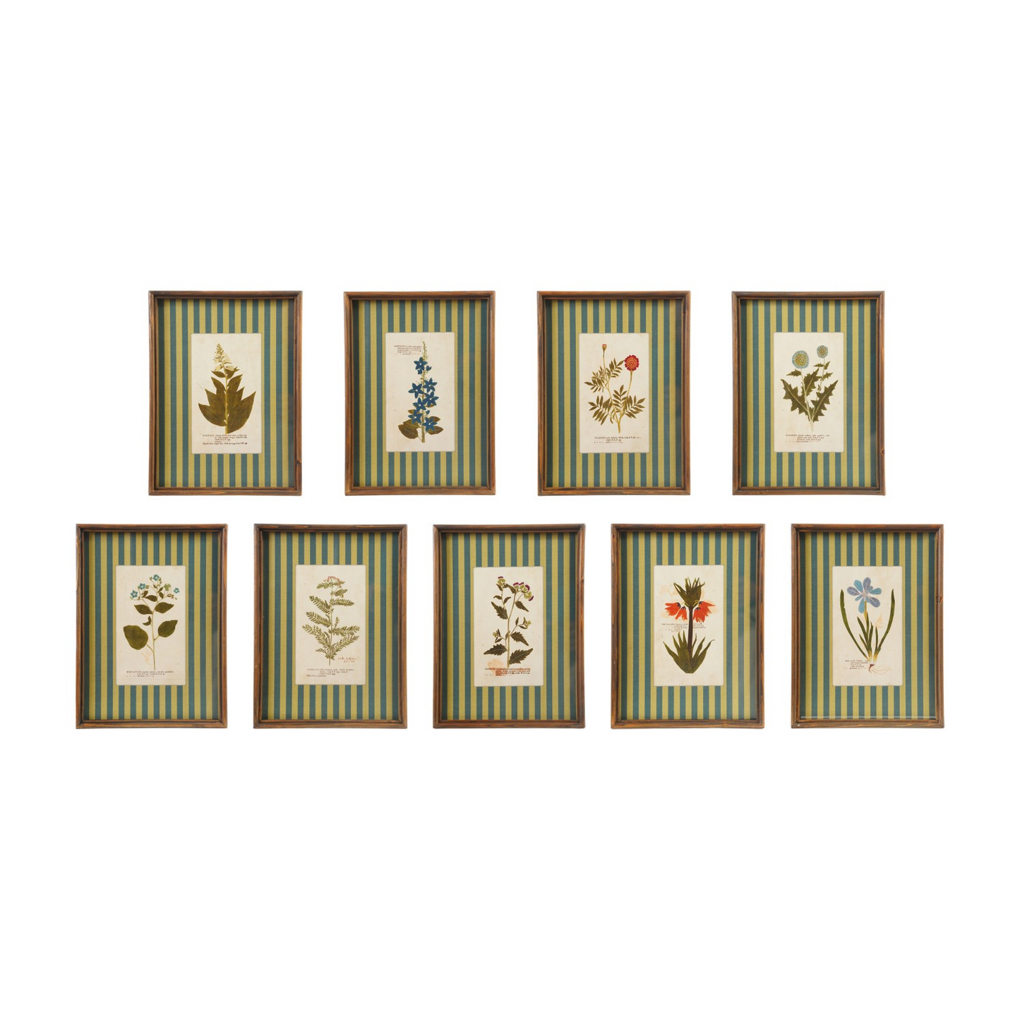 Wood Framed Botanical w/ Striped Mat