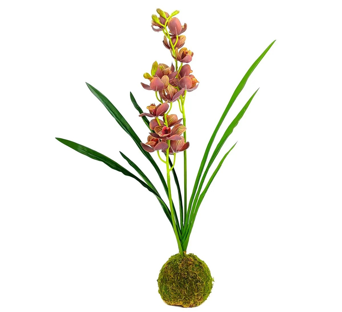 Brown-Green Cymbidium Moss Ball