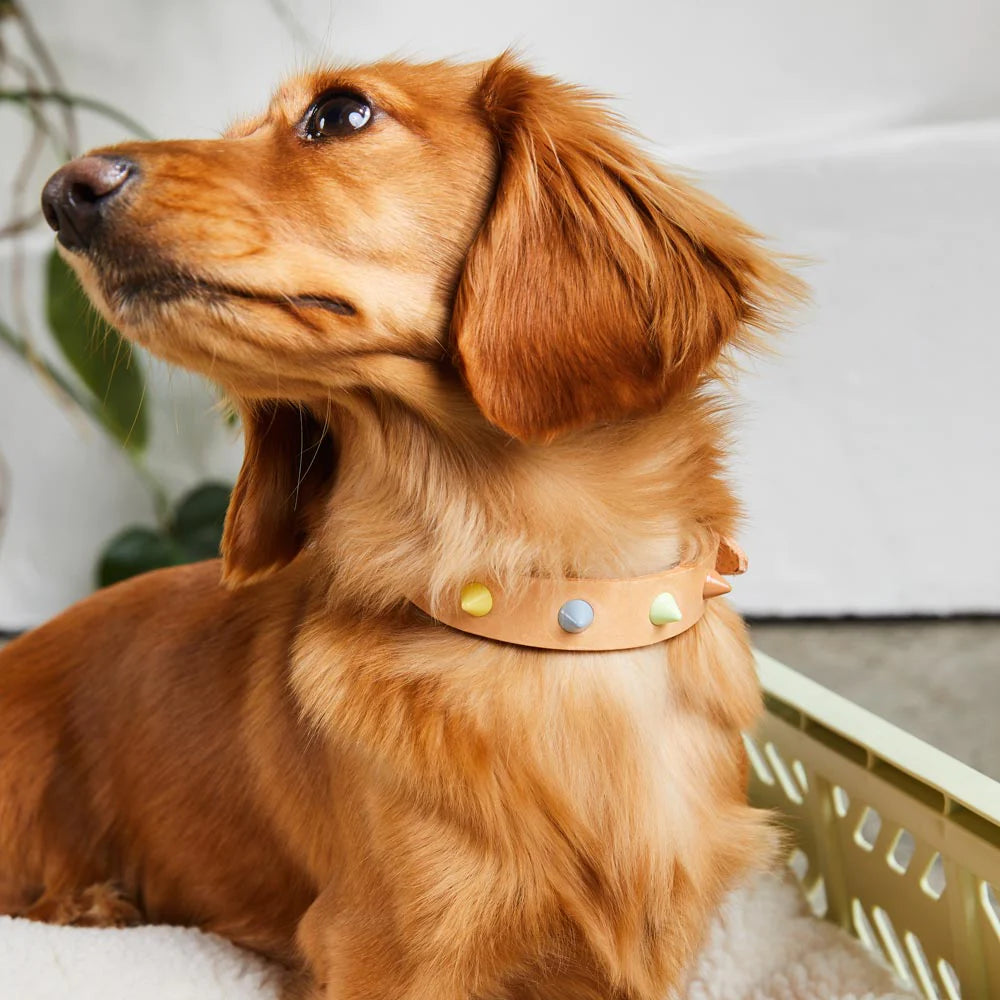 Sorbet Dog Collar