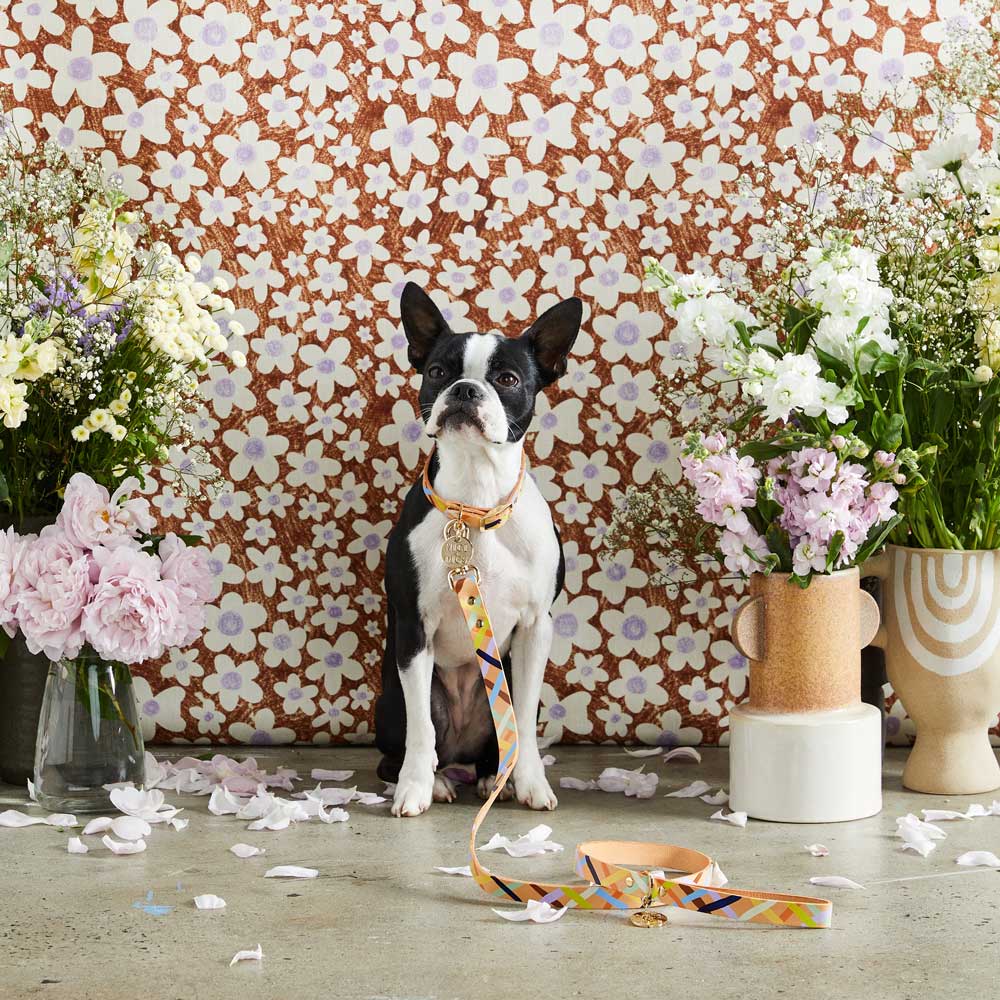 Sunday Best Dog Collar