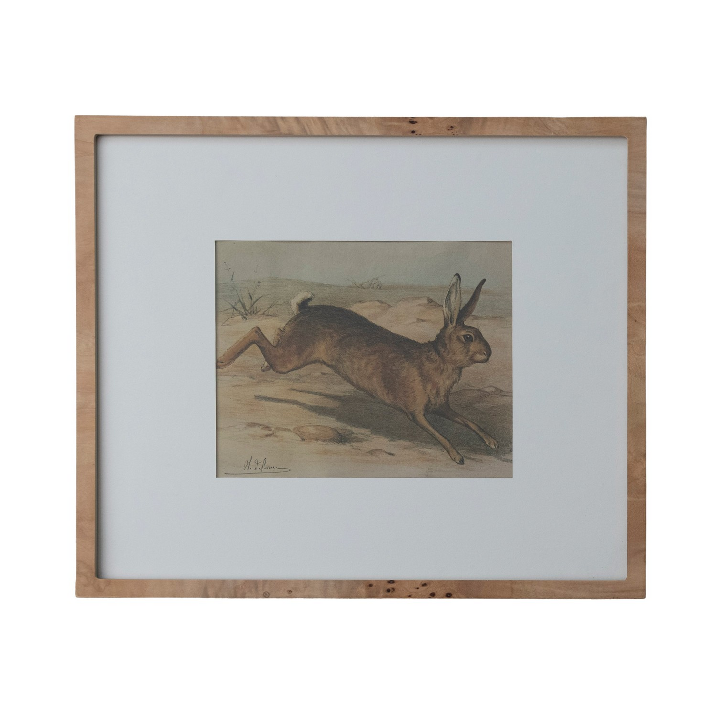 Hare in Burl Wood Frame