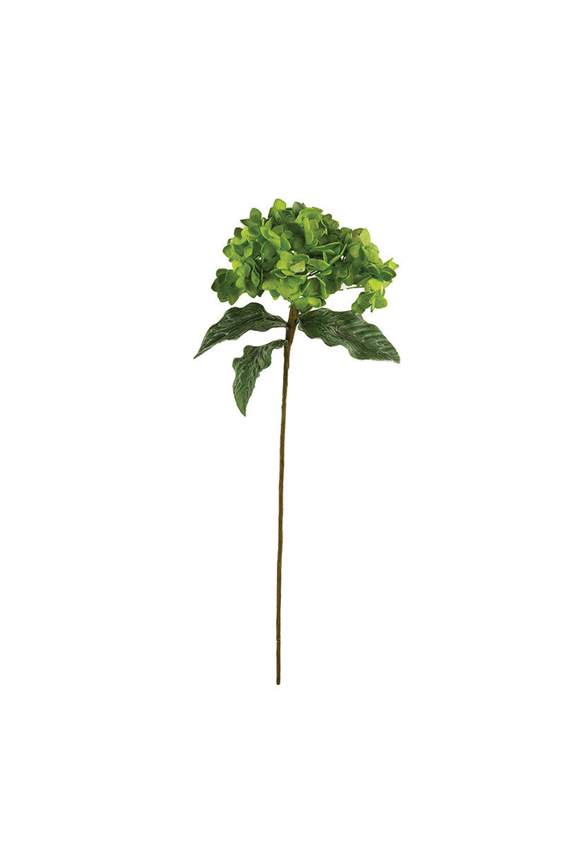 Green Hydrangea Stem