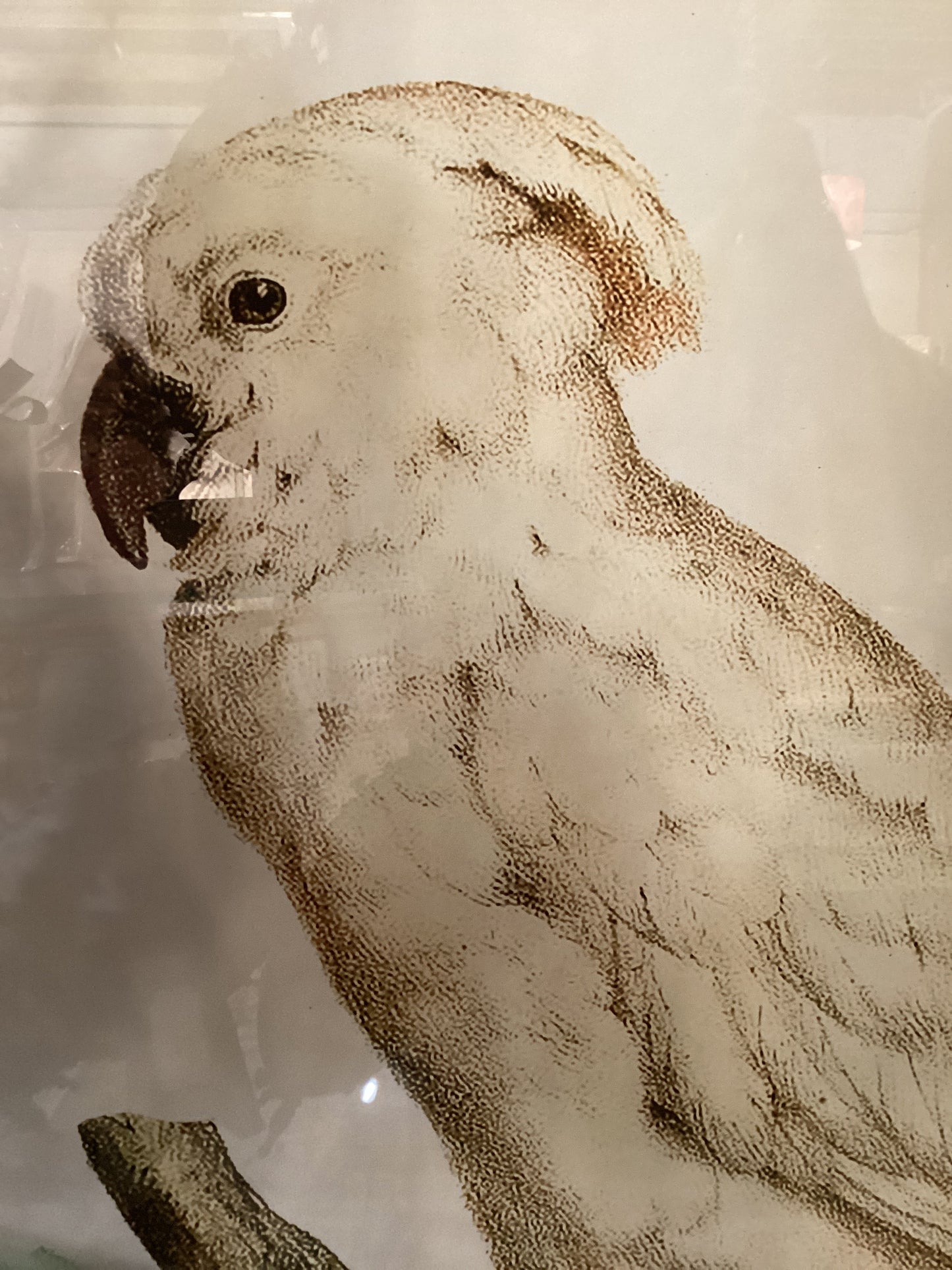 Cockatoo Picture