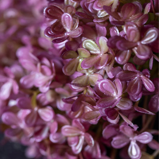 Hortensia 3 Stem Bundle