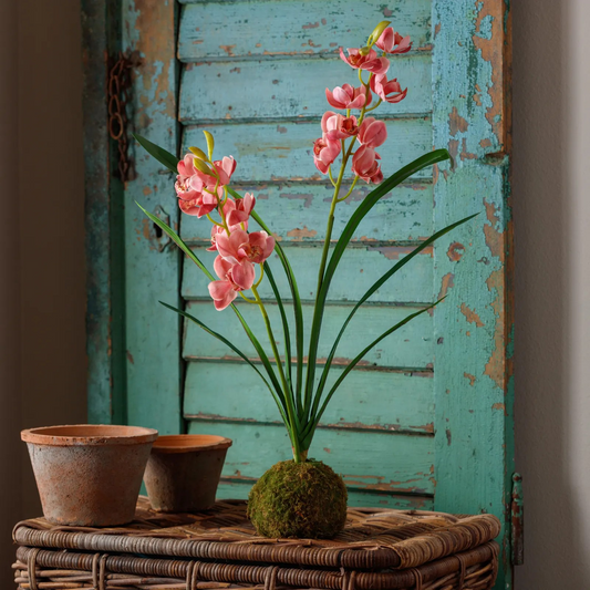 Berry Cymbidium Moss Ball