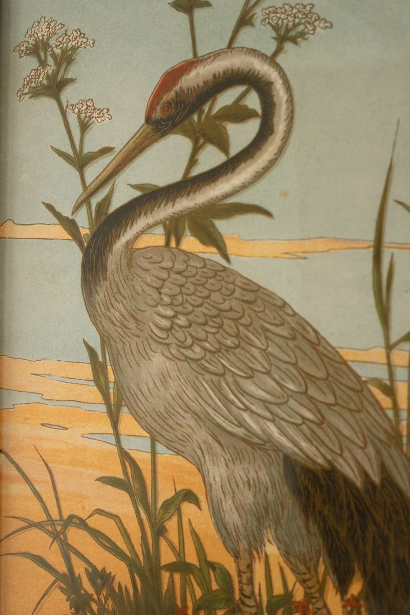 Framed Heron Prints
