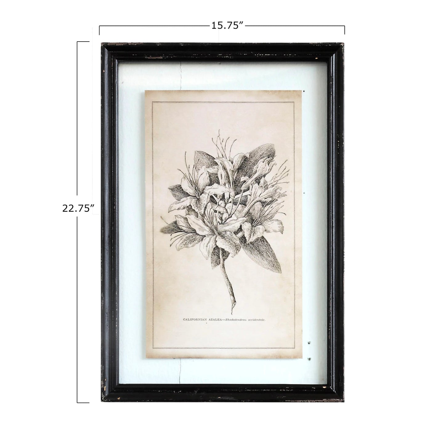 Black & White Botanical Prints