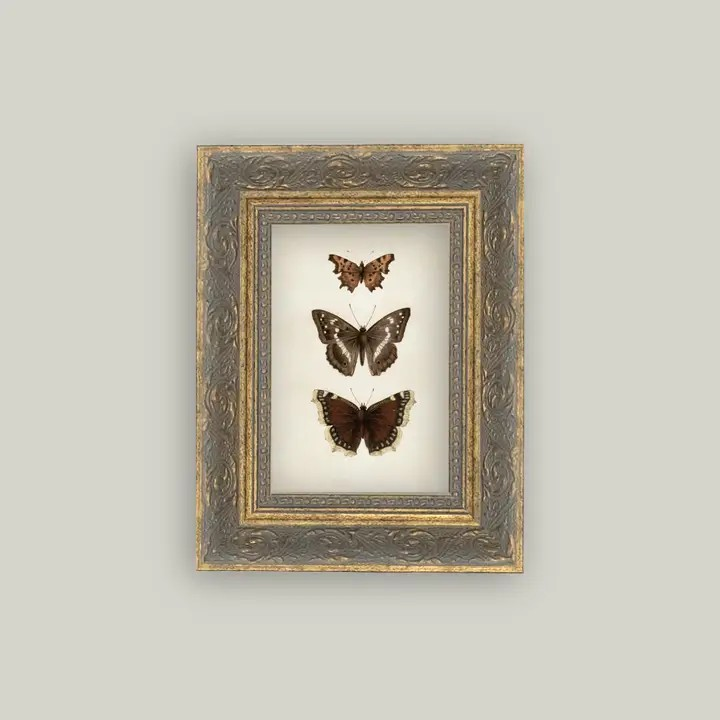 Framed Butterfly Print