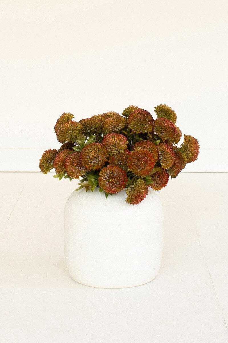 Auburn Dahlia Bundle