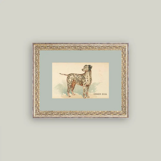 Dalmation Portrait