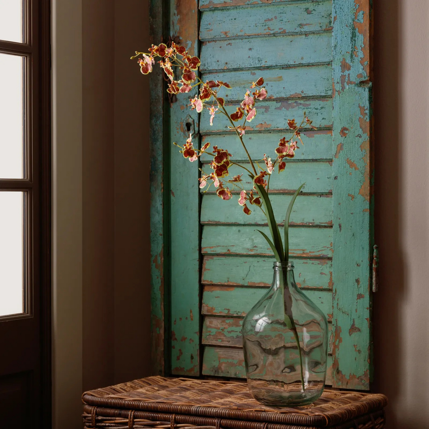 Dancing Lady Orchid Stem