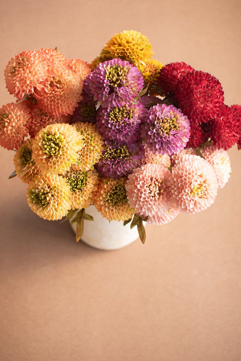 Zinnias Stem