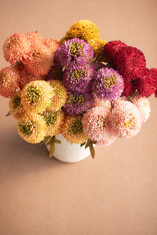 Zinnias Stem