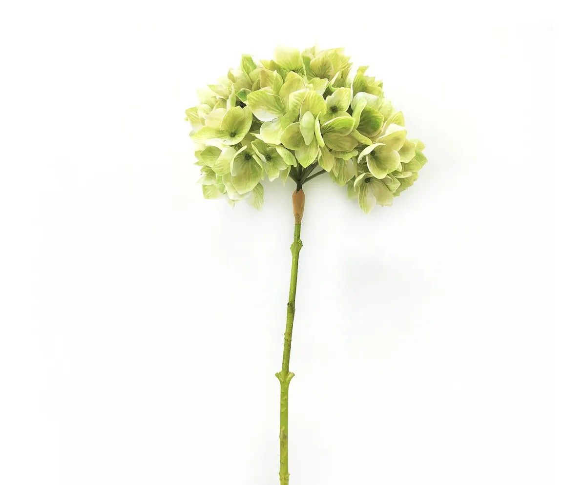 Green Hydrangea Stem