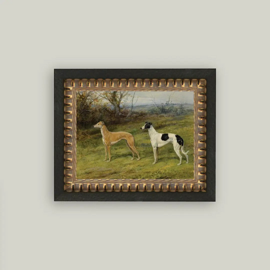 Greyhound Whippet Portrait