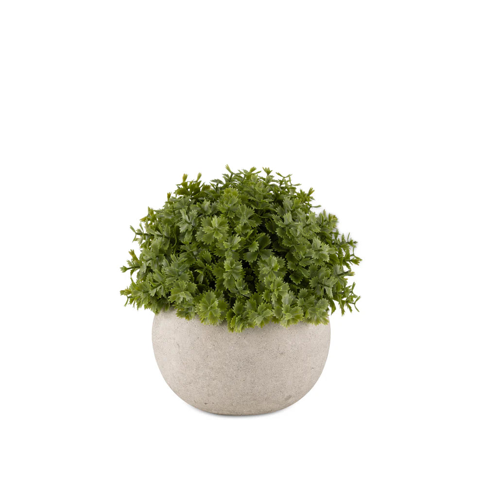 Hebe Plant in Pot