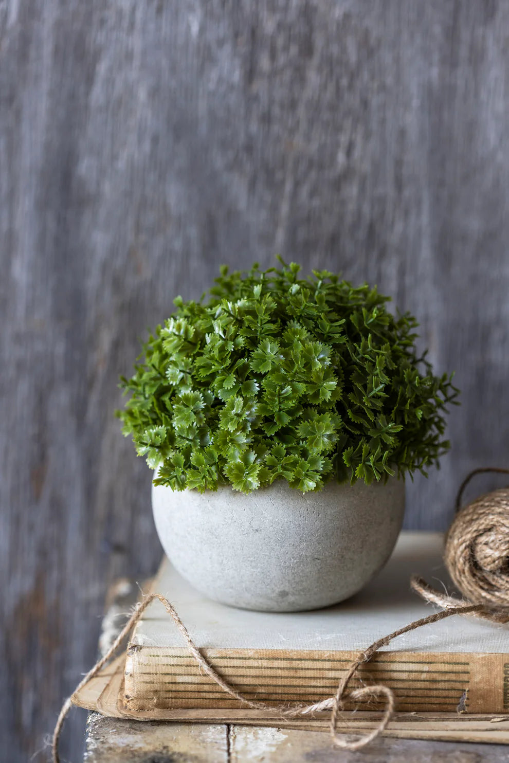 Hebe Plant in Pot