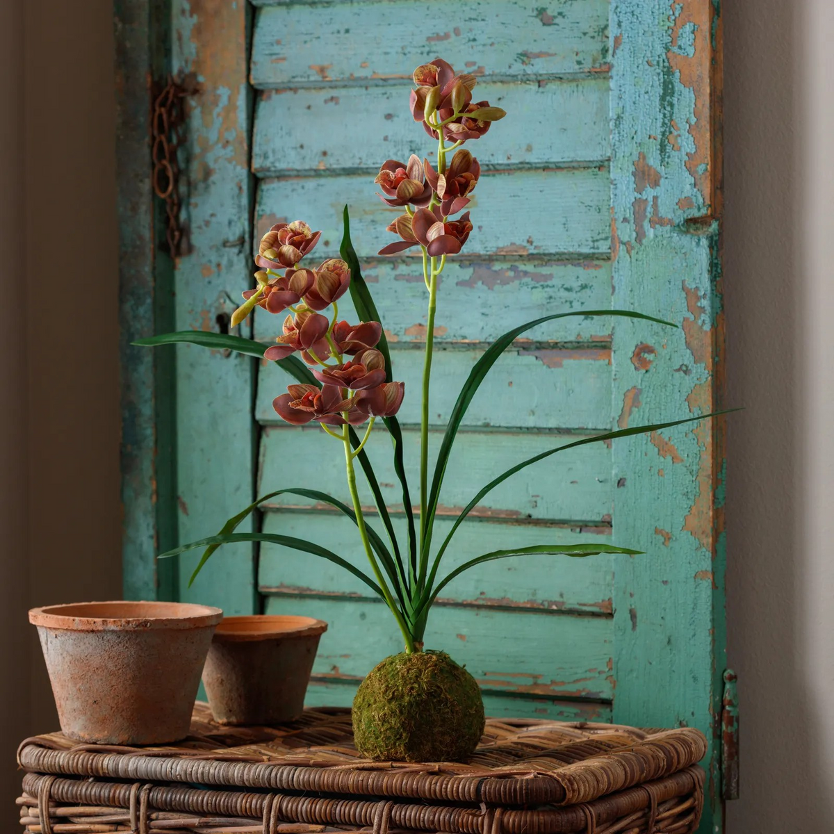 Brown-Green Cymbidium Moss Ball