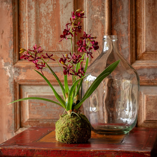 Vanda Orchid in Moss Ball Maroon