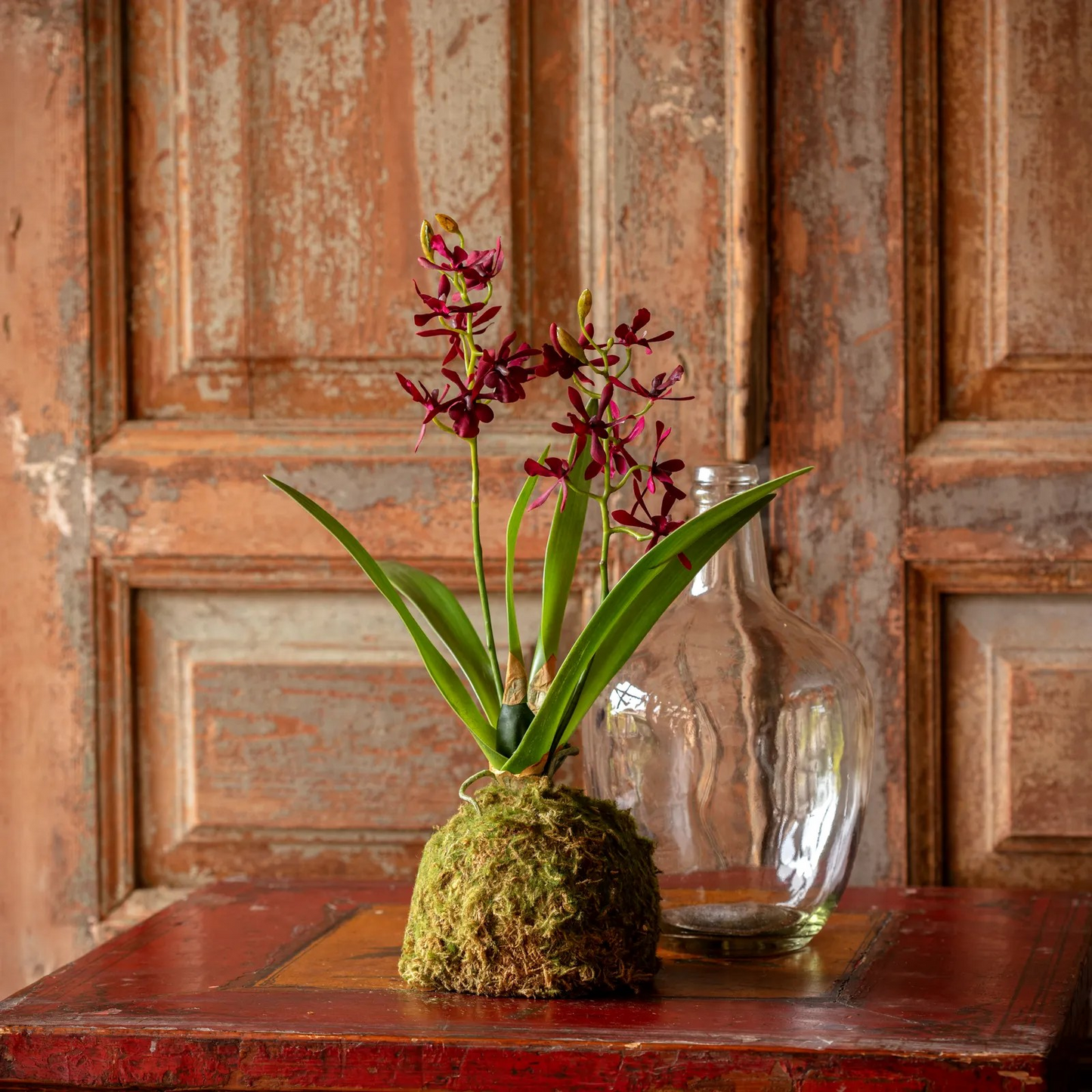 Vanda Orchid in Moss Ball Maroon