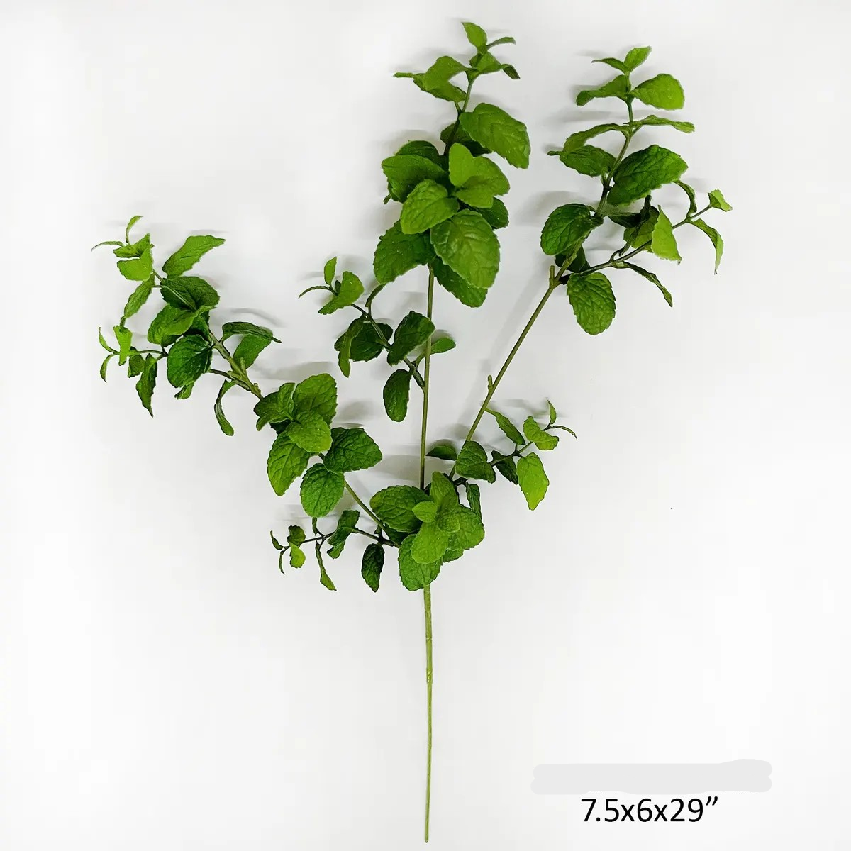 Garden Mint Stem
