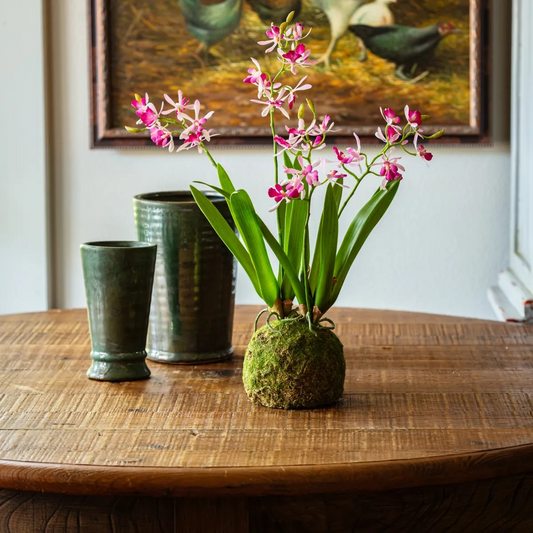 Lavender Orchid Moss Ball