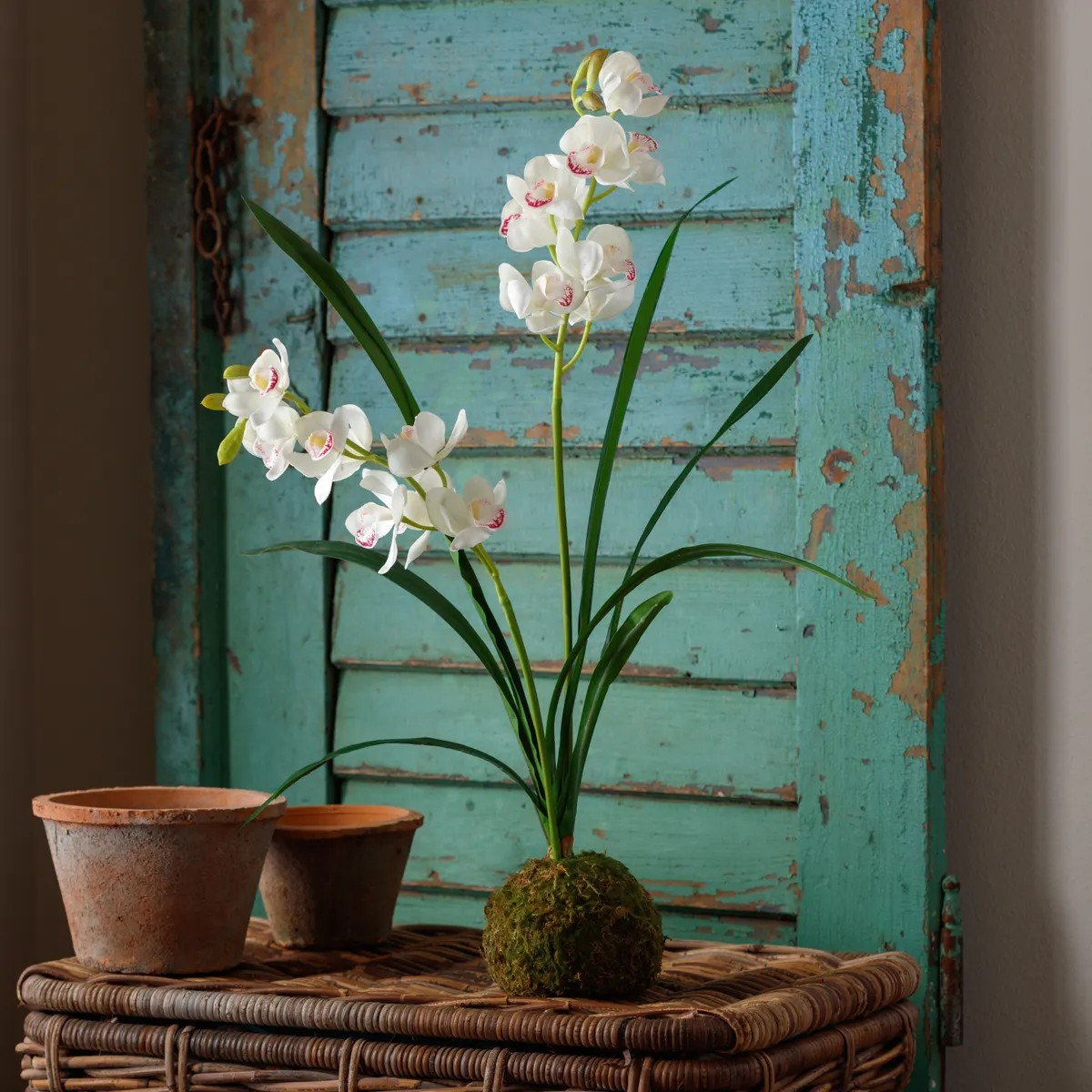 White Cymbidium Moss Ball