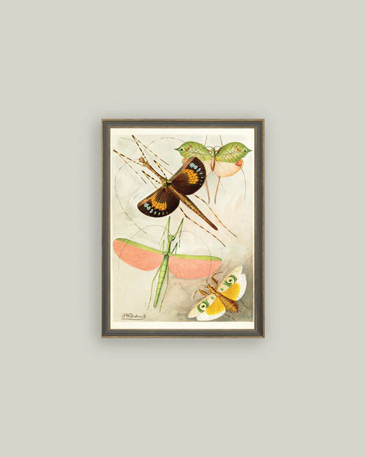 Orthoptera Framed Print