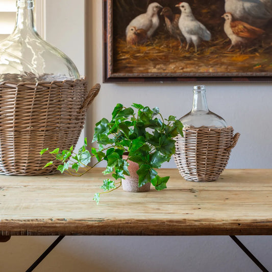 Potted Ivy