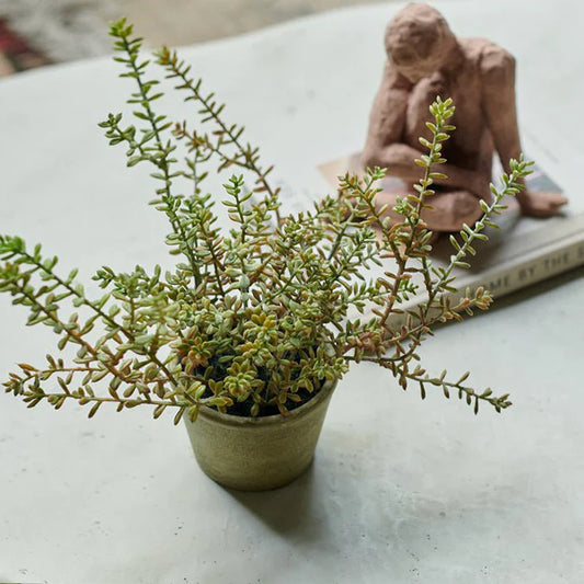 Burrito Sedum Potted Plant