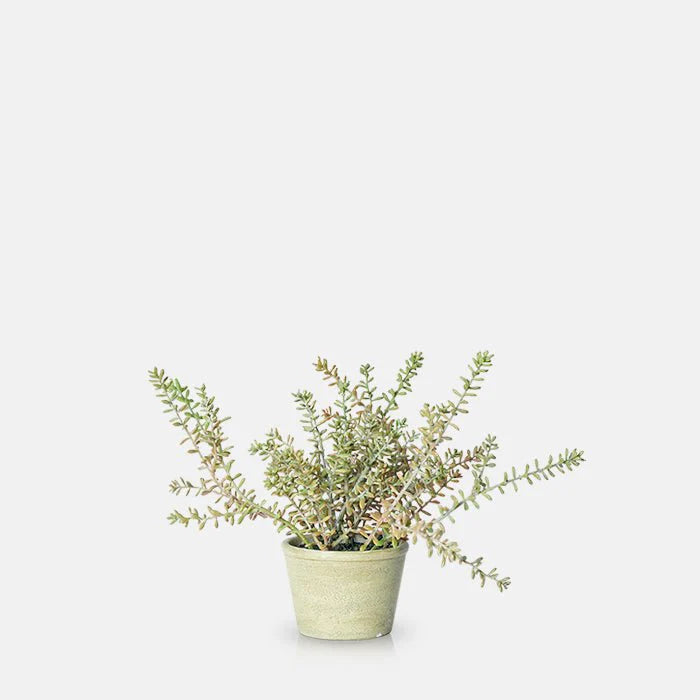 Burrito Sedum Potted Plant