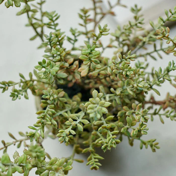 Burrito Sedum Potted Plant