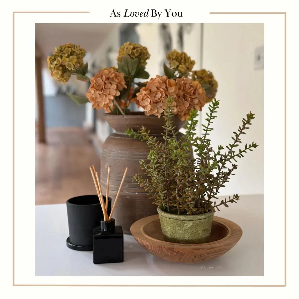 Burrito Sedum Potted Plant