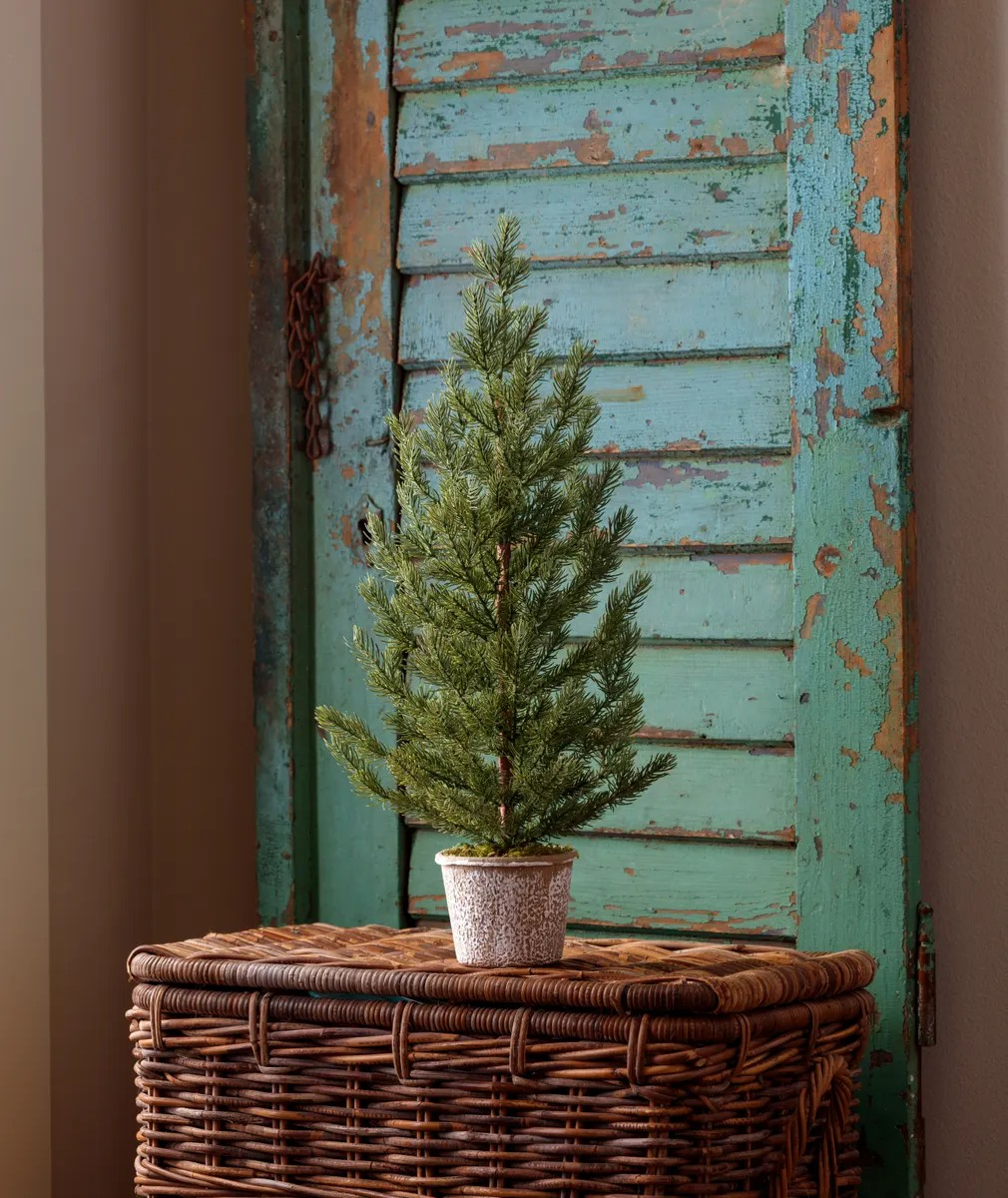 Potted Blue Canyon Spruce Seedling Tree